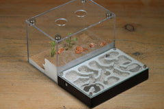 Mini Labyrinth (BF) (Black 3800)(MQ Box)