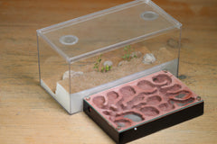 Mini Labyrinth (BF) (Black 3810)