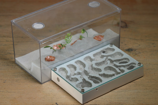 Mini Labyrinth (BF) (Bone 3812)