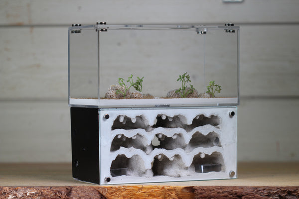 Nucleus (BF)(Black 3875)(MQ Box)