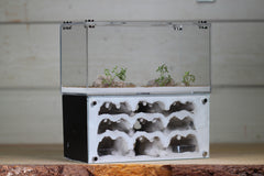 Nucleus (BF)(Black 3875)(MQ Box)