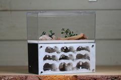 Nucleus (BF)(Black 3877)