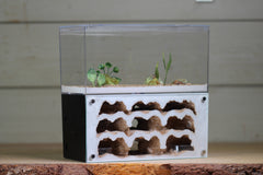 Nucleus (BF)(Black 3878A)