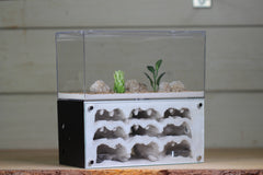 Nucleus (BF)(Black 3878B)