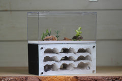 Nucleus (BF)(Black 3879)