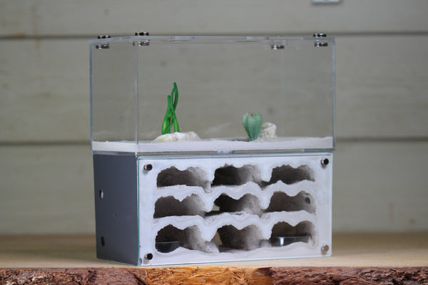 Nucleus (BF)(Grey 3883)(MQ Box)