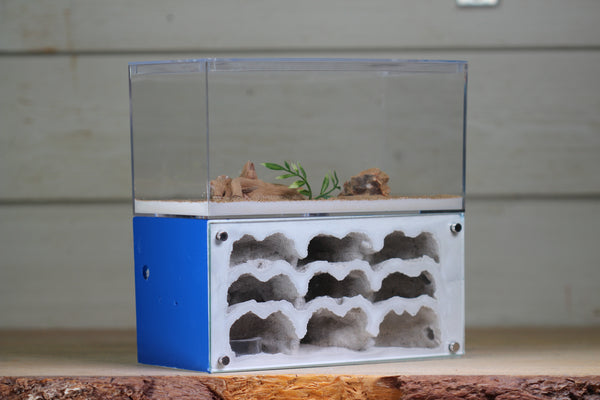 Nucleus (BF)(Dark Blue 3885D)