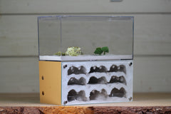 Nucleus (BF)(Brown 3886)