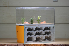 Nucleus (BF)(Terra 3889)