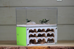 Nucleus (BF)(Lime 3890)