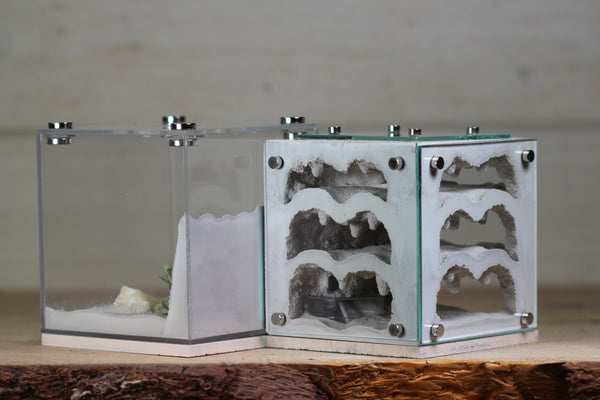 Atrium (Bone 4154)(MQ Box)