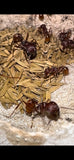 Pogonomyrmex badius (5-10 workers)(Ant Colony And Queen ONLY)