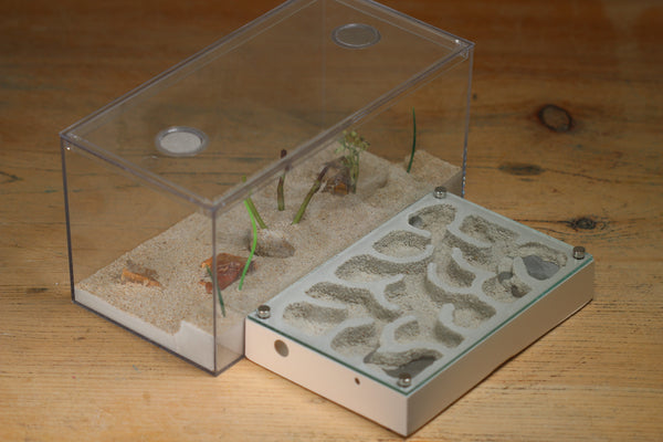 Mini Labyrinth (Bone 6602) – Tar Heel Ants
