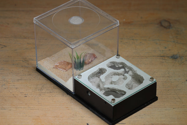 Lair Formicarium(Black 701)