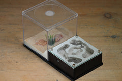 Lair Formicarium(Black 701)