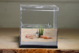Lair Formicarium(Black 701)