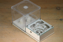 Lair Formicarium(Bone 702)