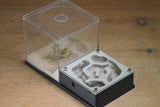 Lair Formicarium(Grey 703)