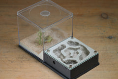 Lair Formicarium(Grey 703)