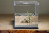 Lair Formicarium(Grey 703)
