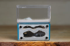 Mini Hearth, Bifurcated (Aqua Blue 223)