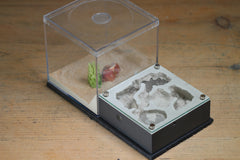 Lair Formicarium(Grey 704)