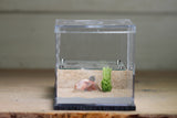 Lair Formicarium(Grey 704)