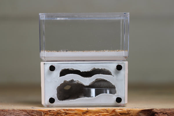 Mini Hearth, Bifurcated (Bone 3910)