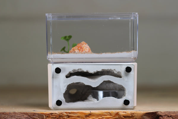 Mini Hearth, Bifurcated (Bone 3914)