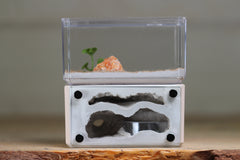 Mini Hearth, Bifurcated (Bone 3914)