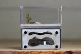 Pogonomyrmex occidentalis (8-12+ workers, Queen)w/ Bifurcated Mini Hearth Formicarium