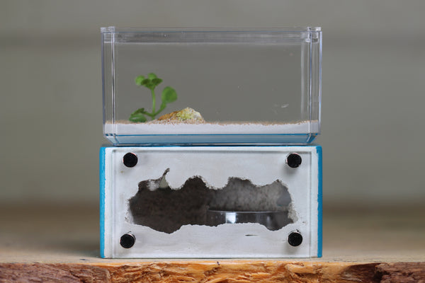 Mini Hearth (Aqua Blue 1260)