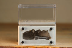 Mini Hearth (Bone 0015)