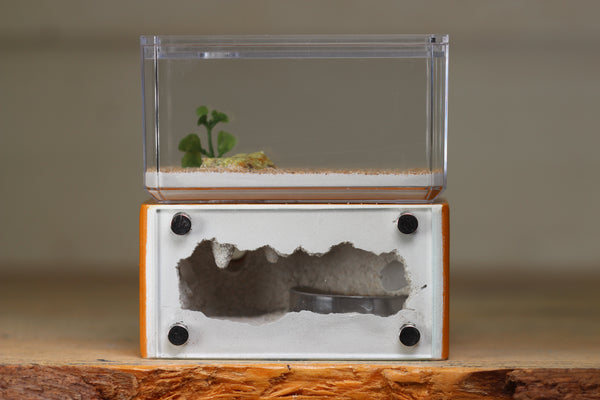 Mini Hearth (Terra 1419)