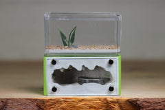 Mini Hearth (Lime 3196)