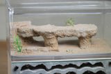 Nucleus III (Bone BF4)(Bundle)(Small Ants)