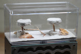 Nucleus III (Black BF6)(Bundle)(Small Ants)