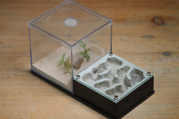 Fortress Formicarium – Tar Heel Ants