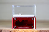 Mini Hearth Type III (Red 728)(Special Offer)