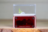 Mini Hearth Type III (Red 734)(Special Offer)