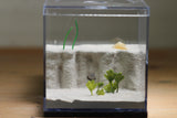 Lair Formicarium (Black 564)