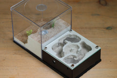 Lair Formicarium (Black 565)