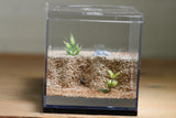 Lair Formicarium (Black 565)