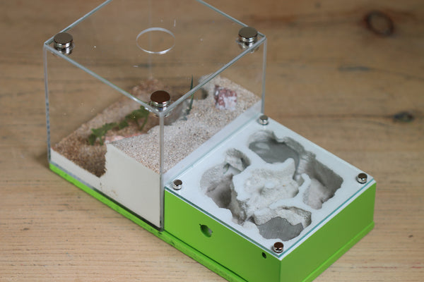 Lair Formicarium (Lime 568)(MQ Box)