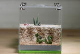 Lair Formicarium (Lime 568)(MQ Box)