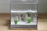 Lair Formicarium (Beige 563)