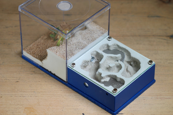Lair Formicarium (Dark Blue 564)