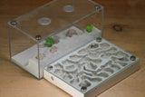 Labyrinth (1301 Bone)(Canyon)(MQ BOX)