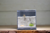 Fortress Formicarium (3047 Grey)(Canyon)
