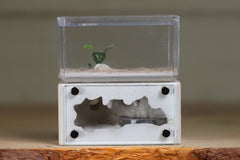 Mini Hearth (BF)(Bone 1043)
